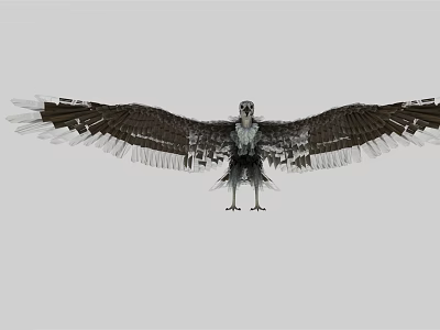 Majestic Eagle Spreading Wings with Detailed Feathers in Flight Stance Against Neutral Background 3d model
