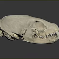 Detailed Animal Skull Organ Structure With Anatomical Features And 3D Rendered Texture