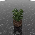 Green Leafy Bonsai Potted Plant In Woven Square Planter On Dark Marble Surface