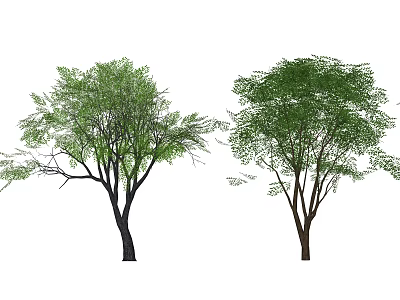 Two Green Arbor Trees with Lush Leafy Branches and Thick Foliage 3d model