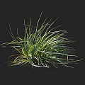 Lush Green Grass With Long Slender Leaves Isolated Against Black Background 3d model