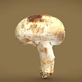 Fresh Natural Mushroom With White Cap Brown Spots And Smooth Stem On Plain Brown Background