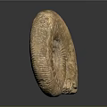 Unique Spiral Fossil Wall Decor with Natural Amber Textured Surface and Elegant Design