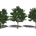 Modern Tree Landscape Tree Courtyard Model Tree 3d model