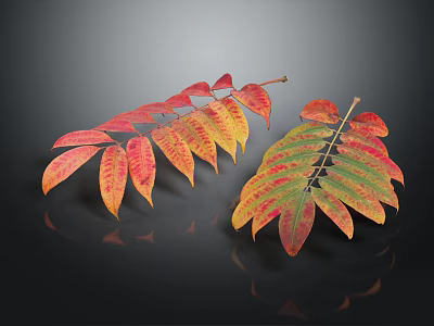Vibrant Red and Yellow Autumn Leaves with Green Veins on Black Background 3d model