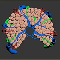 3D Rendered Hair Follicle Organ Structure With Colored Vessels And Cellular Components