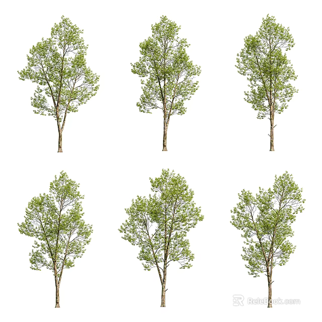 Multiple Arbor Trees with Green Leaves and Brown Trunks Arranged Neatly 3d model