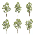 Multiple Arbor Trees with Green Leaves and Brown Trunks Arranged Neatly 3d model