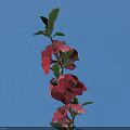 Vibrant Red Flowers with Fresh Green Leaves Blooming Against Blue Sky
