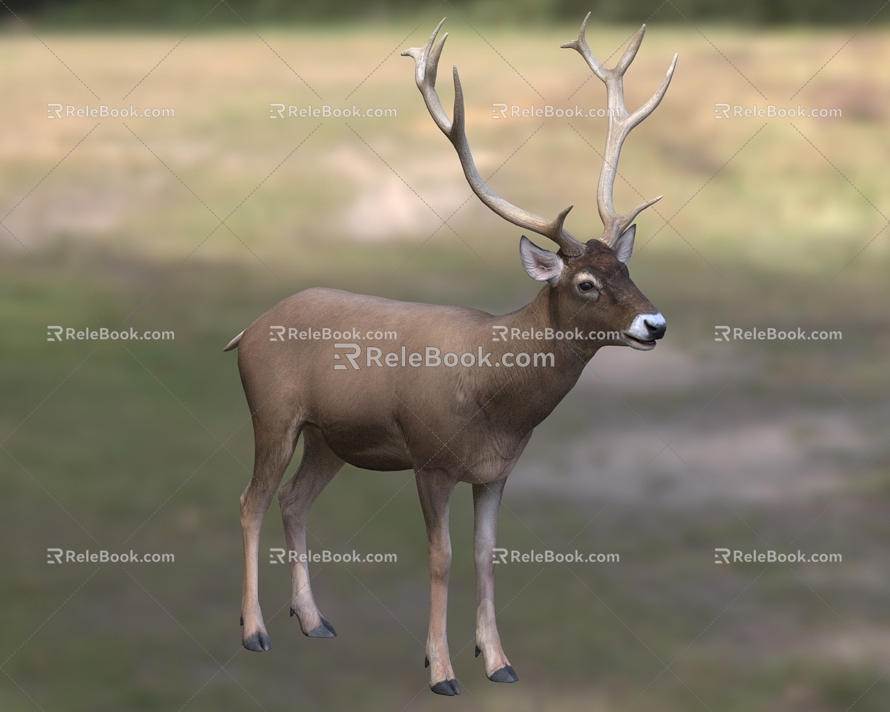 White-lipped deer Rock deer White-nose deer Yellow deer Hama White-mouth deer 3d model