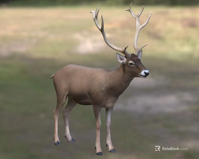Majestic Deer With Large Antlers Standing In Green Meadow Grassland 3d model 