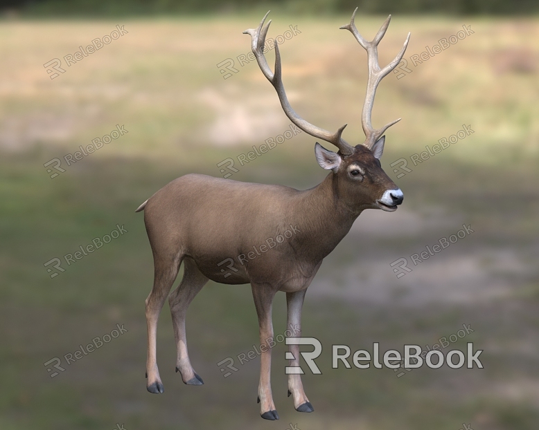 White-lipped deer Rock deer White-nose deer Yellow deer Hama White-mouth deer model