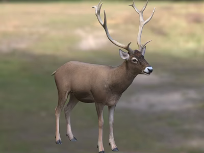 Majestic Deer With Large Antlers Standing In Green Meadow Grassland 3d model
