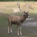 Majestic Deer With Large Antlers Standing In Green Meadow Grassland