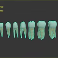 Tooth Models In Different Stages Showing Structure With Roots And Crowns On Gray Background 3d model