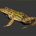 Yellow And Brown Striped Frog On Gray Background With Shiny Skin Detailed 3D Render