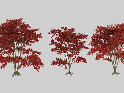 Three Red Leaf Arbor Trees With Vibrant Foliage On Gray Background 3d model