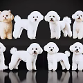 Cute White Puppies In Various Poses On Black Background With Reflections