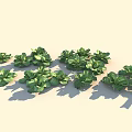 Fresh Green Leafy Vegetables Arranged on Light Background with Shadows 3d model