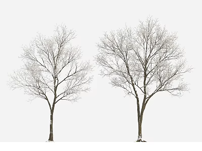 Two Bare Winter Snow Covered Trees With Branches Against White Sky 3d model