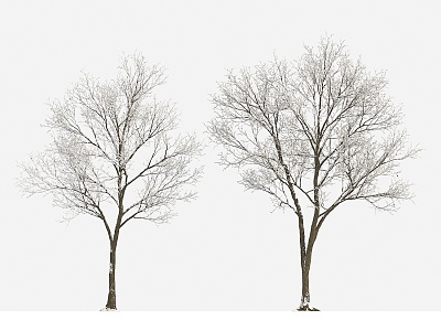 Plant Tree Snow Tree Winter Tree Big Tree 3d model