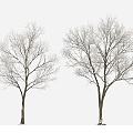 Plant Tree Snow Tree Winter Tree Big Tree 3d model