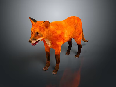 Orange Fox 3D Model With Black Ears Legs Tail Open Mouth And Gray Background 3d model