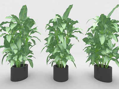 Three Lush Green Leafy Potted Plants in Black Decorative Pots 3d model