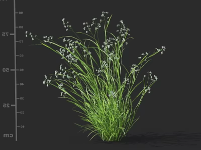Lush Green Grass With Small White Flowers Growing In Natural Outdoor Space 3d model