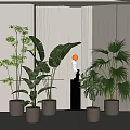 Potted Bonsai Plants With Tropical Green Leaves In White Pots For Modern Interior