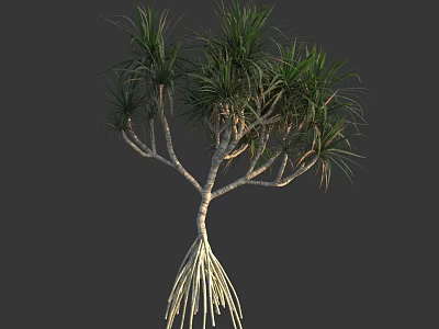 Lush Tropical Arbor With Green Long Leaves Multiple Stems And Aerial Roots 3d model