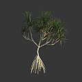 Lush Tropical Arbor With Green Long Leaves Multiple Stems And Aerial Roots