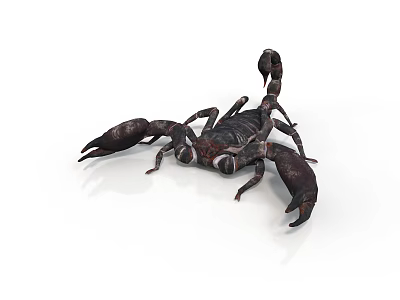 Detailed 3D Model of Scorpion with Dark Exoskeleton Curved Tail and Sharp Claws 3d model