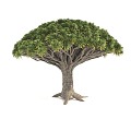 Plants Trees Big Crown Trees Arbor 3d model