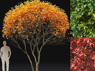Rounded Multi Stemmed Garden Tree with Orange Leaves Green Red Foliage Decorative Plant 3d model