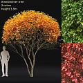 Rounded Multi Stemmed Garden Tree with Orange Leaves Green Red Foliage Decorative Plant