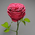Beautiful Pink Rose With Vibrant Green Leaves And Stem On Gray Background
