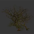 Three Bare Trees Featuring Exposed Roots Against White Background With Ground Reflections