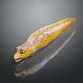 Yellow Spotted Aquatic Animal With Elongated Body Large Eyes Open Mouth And Dark Background Reflection