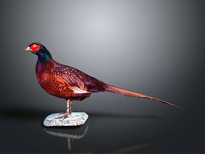 Vibrant Pheasant With Red Head Purple Body Long Tail On White Base Dark Background 3d model