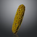 Fresh Yellow Corn Cob With Plump Juicy Kernels On Gray Background