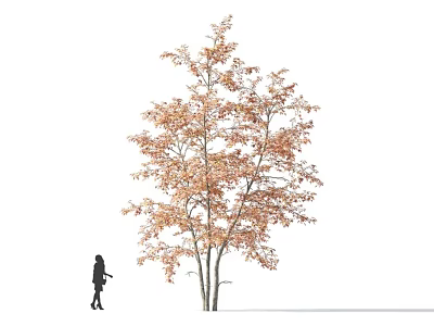 Tall Deciduous Arbor With Orange Autumn Foliage And Person Walking By 3d model
