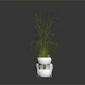 Slender Green Plants in Various White Flower Pots for Modern Indoor Decor