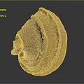 Fresh Orange Vegetable Mushroom With Vibrant Color Fan Shape And Textured Layers