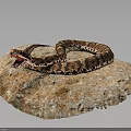 Brown Patterned Snake Coiled With Open Mouth Resting On Rough Rock In Natural Setting 3d model