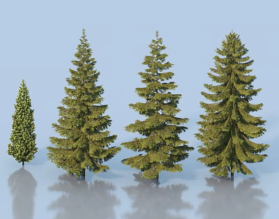 Evergreen Trees of Various Sizes with Lush Green Foliage and Different Heights 3d model