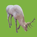 Light Colored Deer With Antlers Bending Head On Green Background