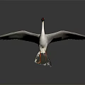 White Crane With Spread Wings Standing On Black Surface Gray Gradient Background 3d model