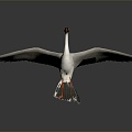 Modern Crane White Stork Birds 3d model