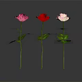 Three Pink Red and Light Pink Roses with Green Stems And Leaves on Dark Background